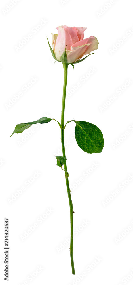 Fototapeta premium Rose flower isolated on transparent white background