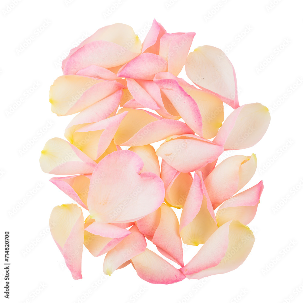 Heap of flower petals isolated on transparent white background