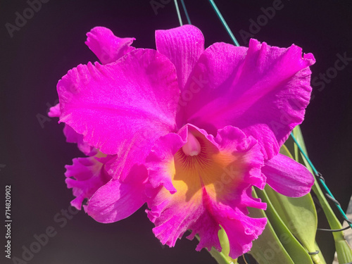 Chomthong fancy cattleya orchid is blooming in the garden.