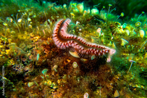 feuerwurm