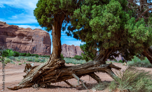 Spiny drought-resistant desert coniferous trees and vegetation growing on red sands