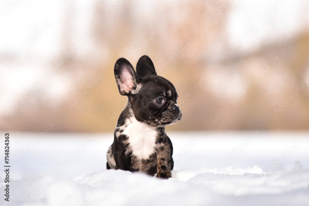 Cute French bulldog puppy in winter park