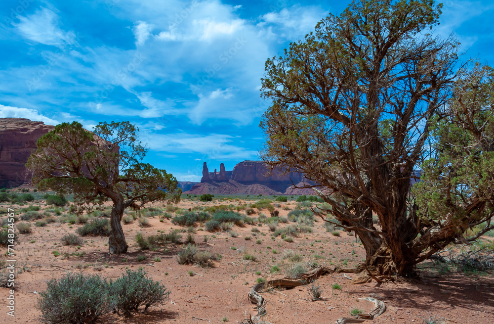 Spiny drought-resistant desert coniferous trees and vegetation growing on red sands