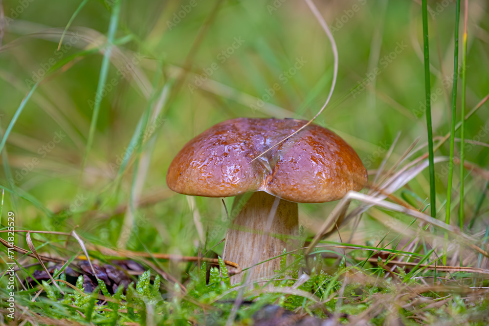 Selective focus of wild bolete mushroom in the wood, Boletus edulis is a basidiomycete fungus and the type species of the genus Boletus, Penny bun fungus in the forest, Nature Autumn background. Selective focus of wild bolete mushroom in the wood, Boletus edulis is a basidiomycete fungus and the type species of the genus Boletus, Penny bun fungus in the forest, Nature Autumn background.