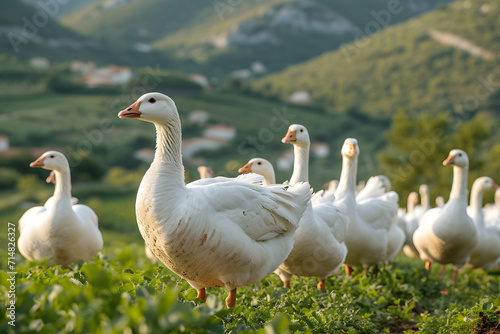 a geese farm in the south of France at outdoors 
