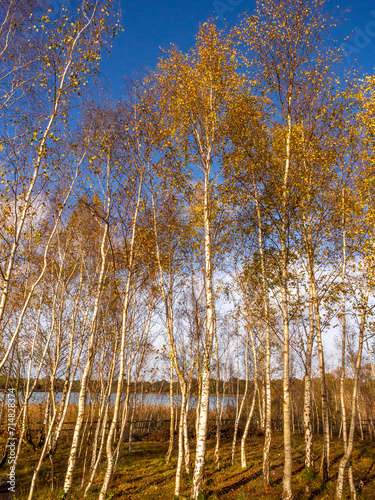 ICM movement on Autumn trees at Newmans Flashes  Wincham  Cheshire  UK