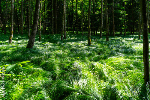  Meadow in the Bavarian Forest