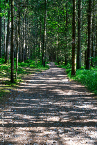 Path and Streets in the Bavarian Forest