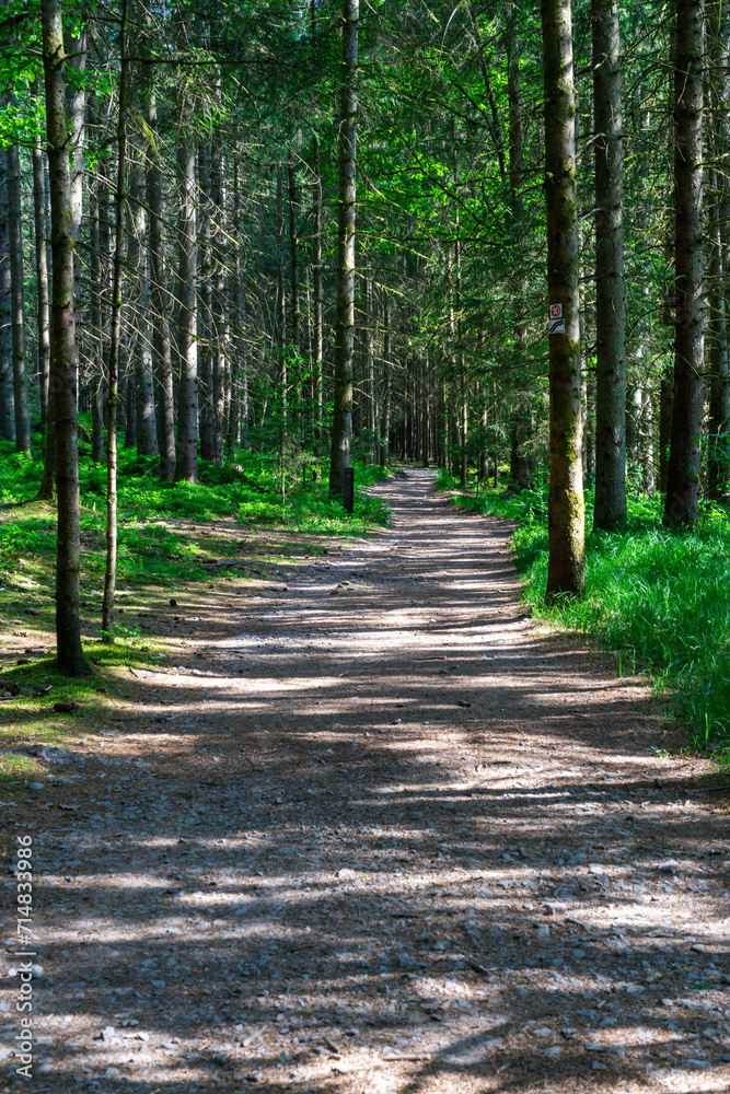Fototapeta premium Path and Streets in the Bavarian Forest