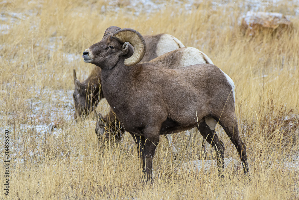 Naklejka premium Colorado Rocky Mountain Bighorn Sheep Ram with Two Ewes