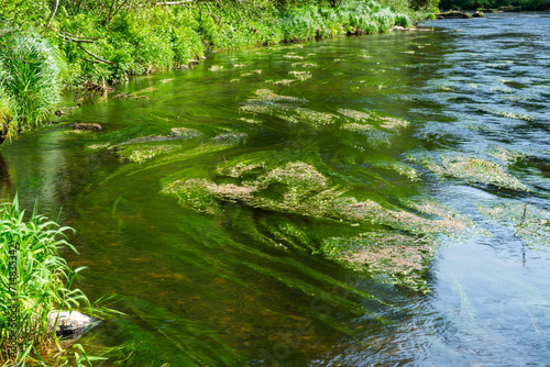  River Rain Regen in the Bavarian Forest