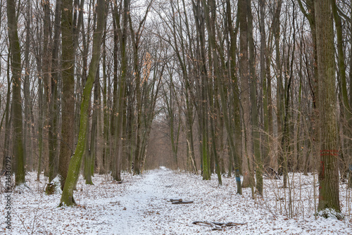 Deciduous forest, during winter snow time in Romania Voluntari photo