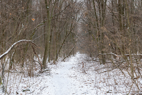 Deciduous forest, during winter snow time in Romania Voluntari