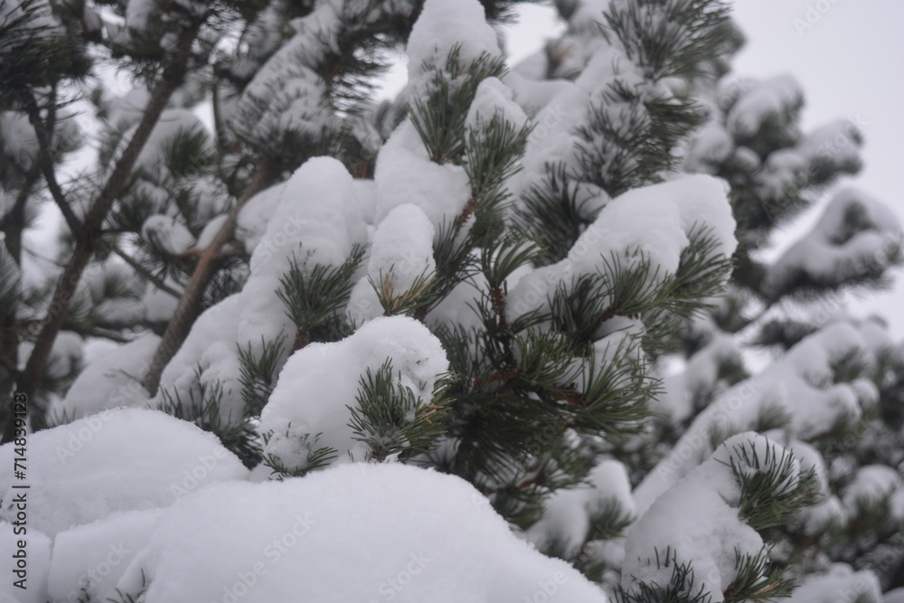 Green fluffy Christmas tree, beautiful branches of a lush Christmas tree covered with bright white snow. Beautiful Christmas, New Year, festive background with forest beauty. Green fluffy Christmas tree, beautiful branches of a lush Christmas tree covered with bright white snow. Beautiful Christmas, New Year, festive background with forest beauty.