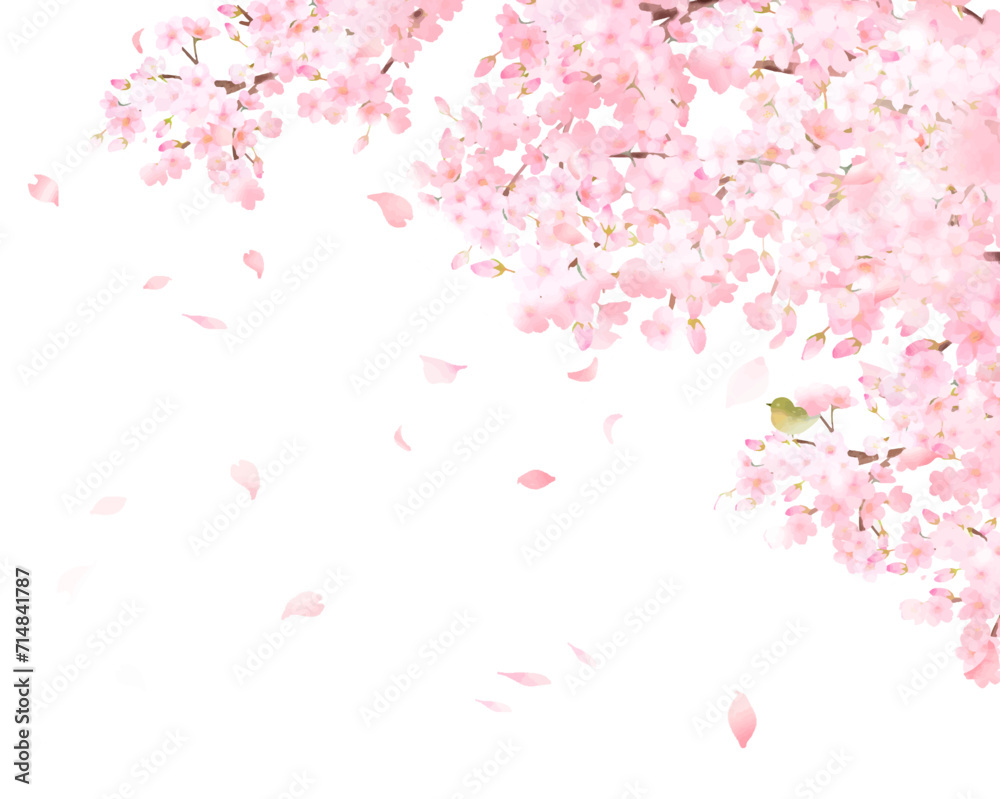 美しい薄いピンク色の桜の花とウグイスー水彩風フレーム白バック背景素材ベクターイラスト