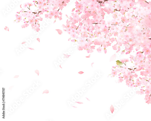 美しい薄いピンク色の桜の花とウグイスー水彩風フレーム白バック背景素材ベクターイラスト