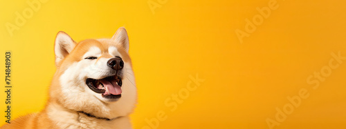 Shiba Inu dog portrait on an orange background. Banner concept for vet clinic or pet store with empty space for product placement or advertising text.