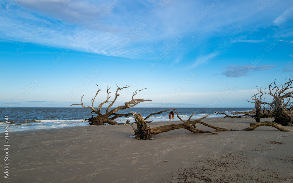 Dry trees on the sandy shore of a wide beach against the backdrop of a cloudy sky, Driftwood Beach, Georgia