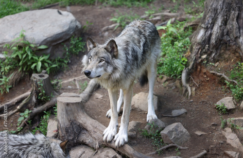 Louve, loup, debout solo, horizontal