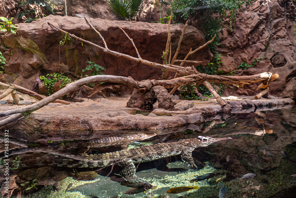 Gran Canaria Crocodile and Fisches in a Aquarium Gran Canaria Crocodile and Fisches in a Aquarium
