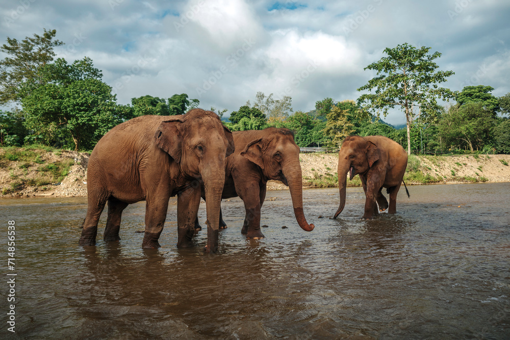Fototapeta premium elephants in the river