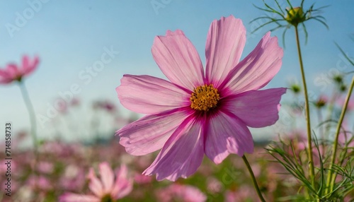 pink cosmos flower blooming on transparent background