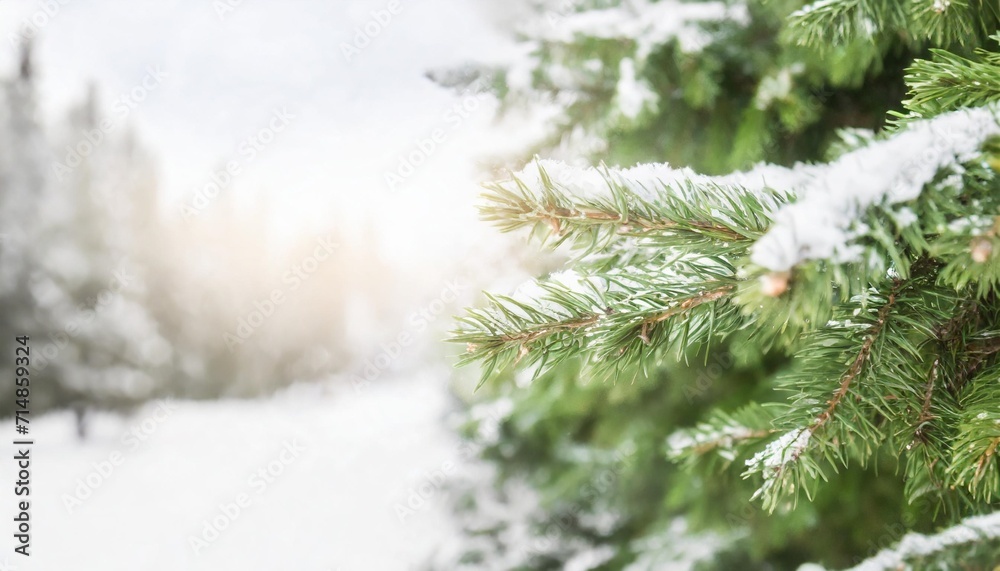 winter beautiful green fir tree branches background spruce with needles closeup nature winter banner christmas wallpaper concept with copy space