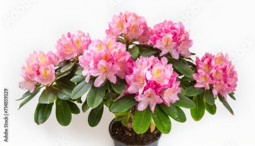 pink flower of rhododendron bush in a pot isolated on white background flat lay top view object studio floral pattern