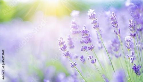lavender flower blooming scented field bright natural background with sunny reflection