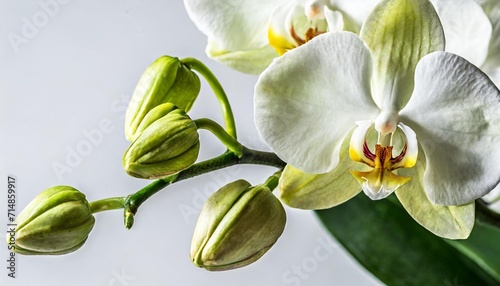 white orchid flowers with buds on a white background