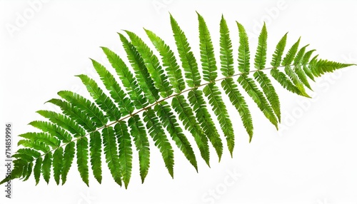 green leaves fern tropical plant isolated on white background clipping path included