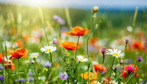 colorful spring summer landscape with wild flowers in meadow in nature glow in sun selective focus shallow depth of field