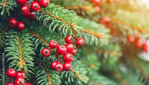 christmas tree banches and red berries background photo