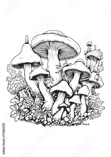 Mushrooms vector doodle illustration, coloring page for adults