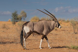 Gemsbok - Oryx gazella - going on desert with red sand in background. Photo from Kgalagadi Transfrontier Park in South Africa.