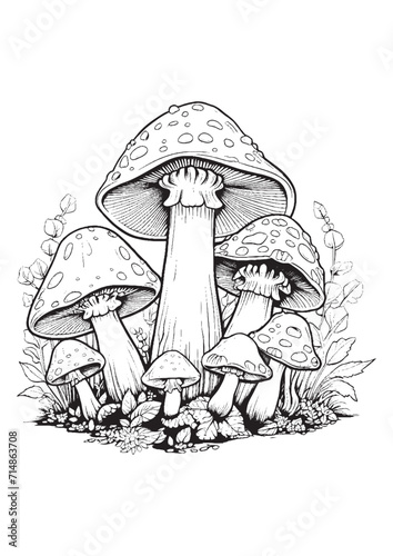 Mushrooms vector doodle illustration, coloring page for adults