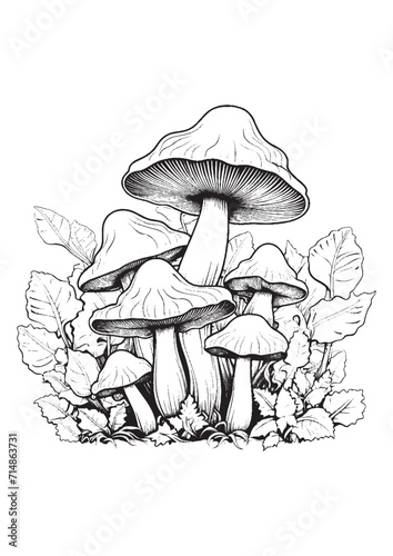 Mushrooms vector doodle illustration, coloring page for adults