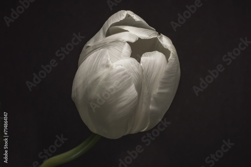 A low key creamy white Tulip in close up