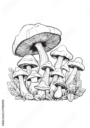 Mushrooms vector doodle illustration, coloring page for adults