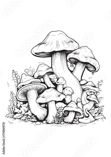 Mushrooms vector doodle illustration, coloring page for adults