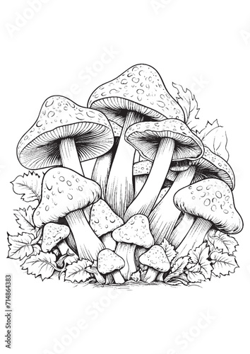 Mushrooms vector doodle illustration, coloring page for adults