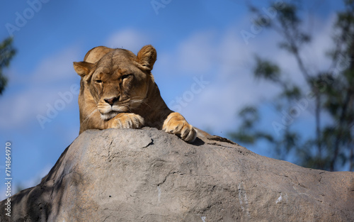 Lionne sur rocher  calme  relax   solo  horizontal