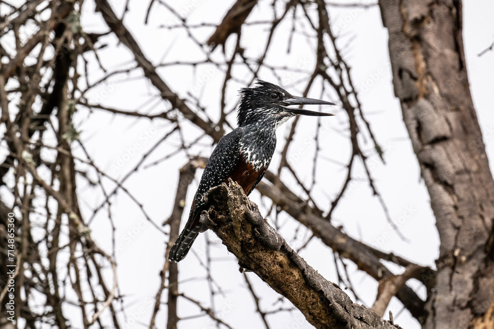 giant kingfisher on a dry tree branch in natural conditions in a national park in Kenya