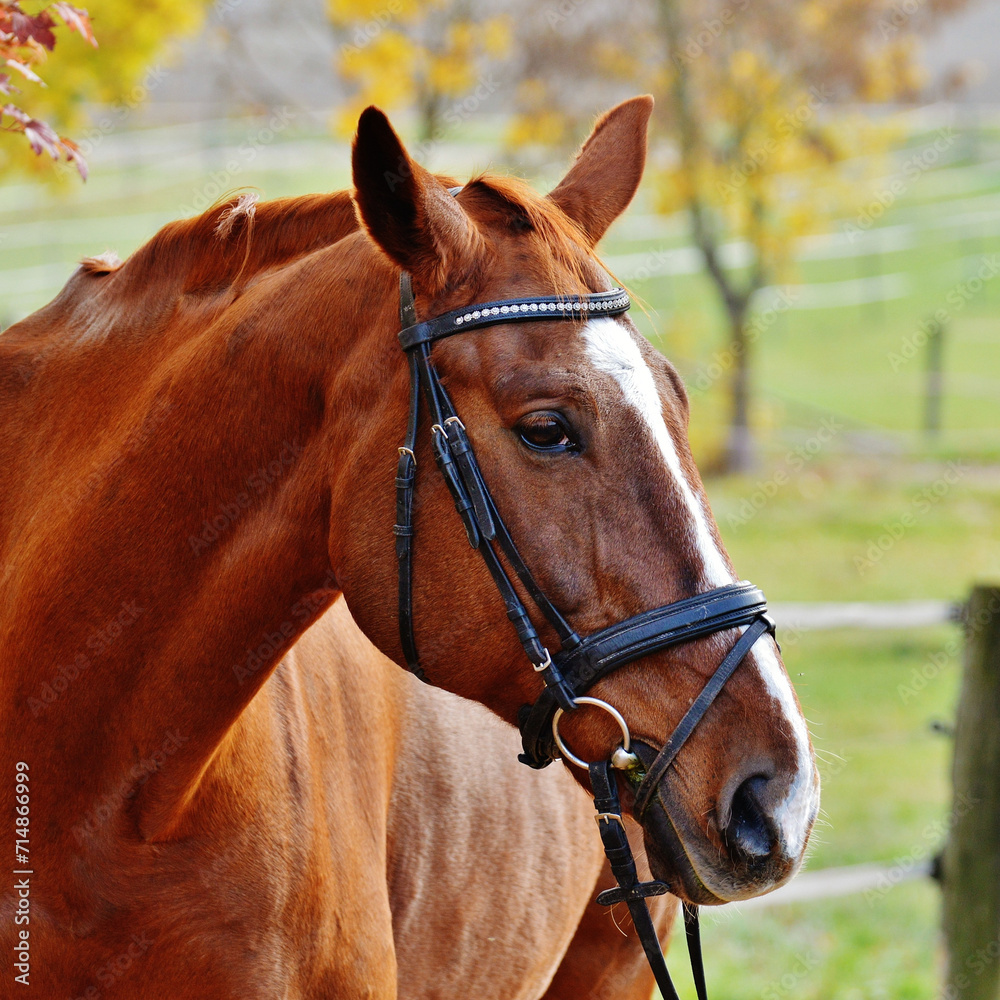 Fototapeta premium portrait of a horse