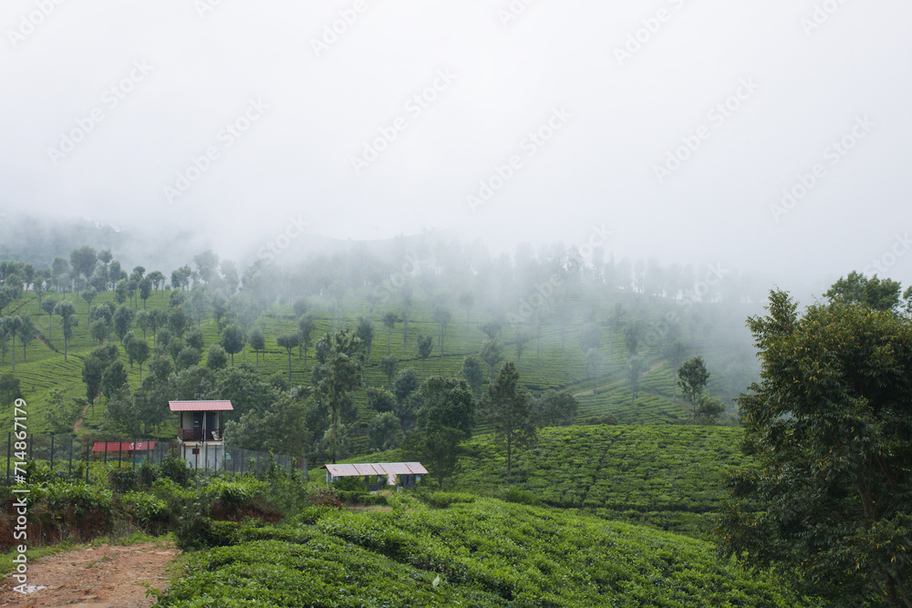 Misty Tea Estate