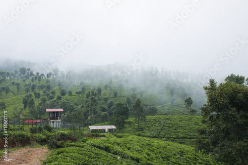 Misty Tea Estate