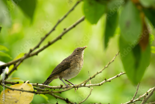Brown tones (colors) litle bird from the 