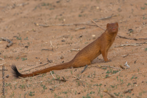 Canvas Print Common slender mongoose, black-tipped mongoose, black-tailed mongoose - Herpestes sanguineus on ground with red sand in background
