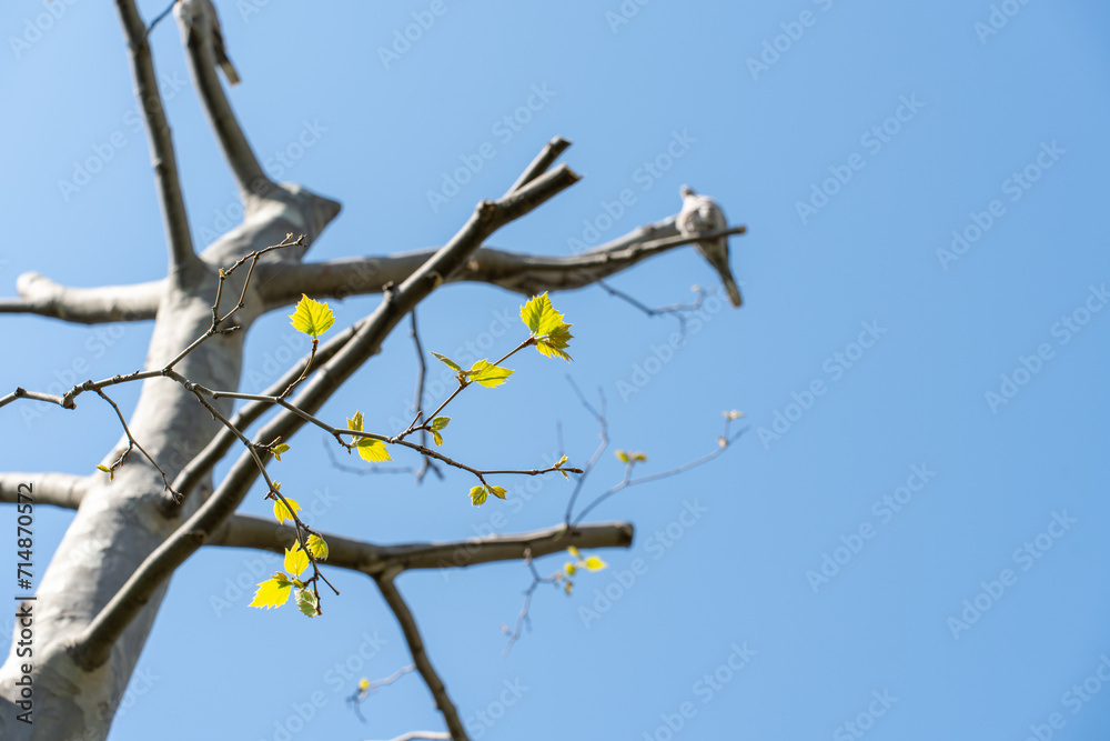 Young green leaves and a bird against a blue sky. Concept of peace and tranquility. High quality photo Young green leaves and a bird against a blue sky. Concept of peace and tranquility. High quality photo