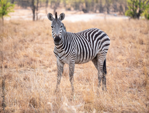 The plains zebra is the most common zebra in Africa. It lives in the steppes, grasslands, savannas and forest savannas in eastern and southern Africa.